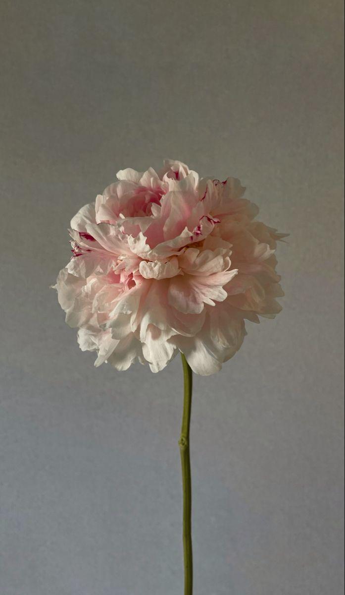 Celestial Waltz Fragrant Lilies Ensemble